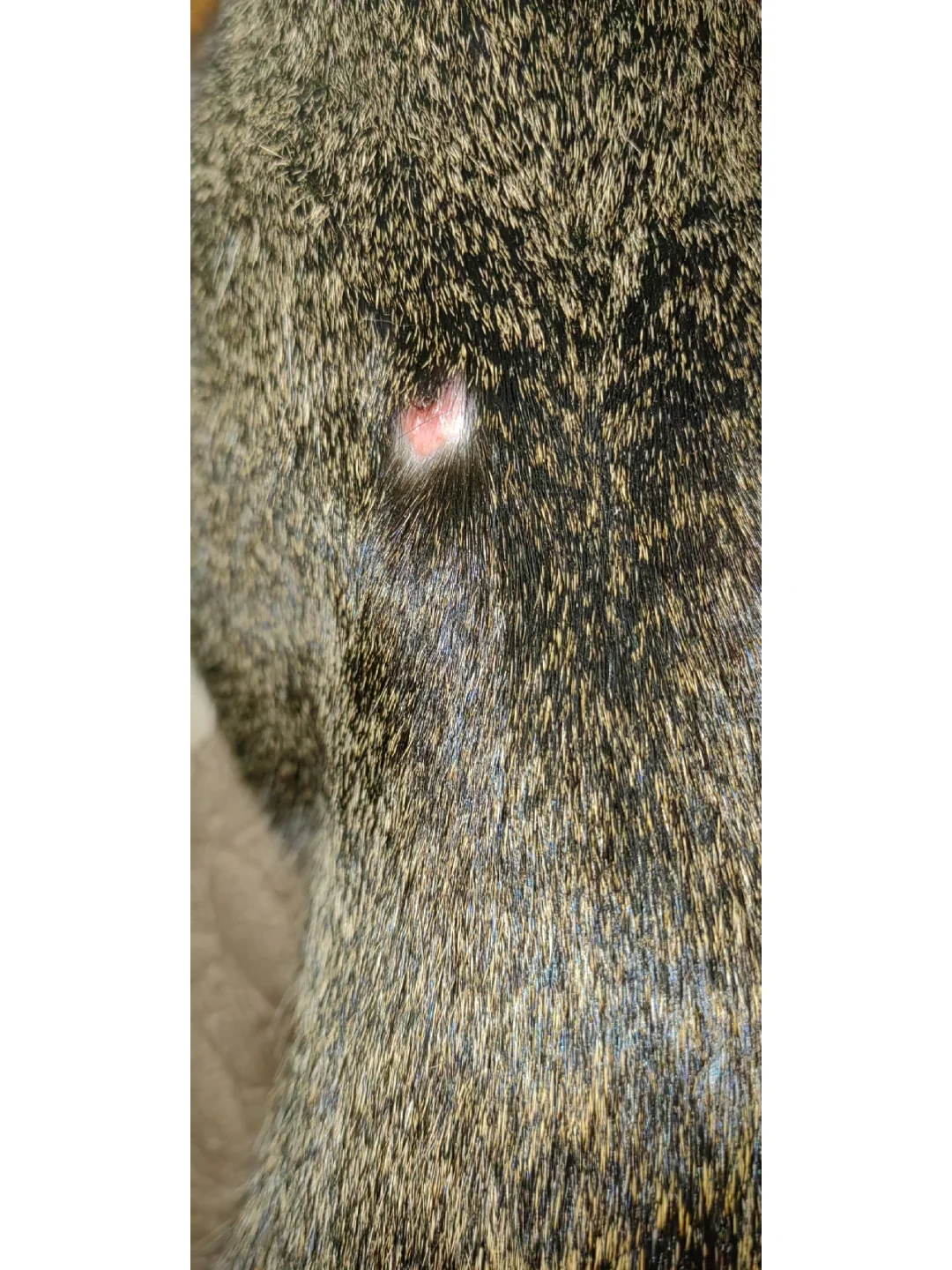 "鯾8*2?镩?痢j"諑埶C莟D的简单介绍-九游娱乐APP